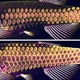 Zebrafish scales. Yellow regions show the cells which produce bony material, and the magenta regions shows the bony material.